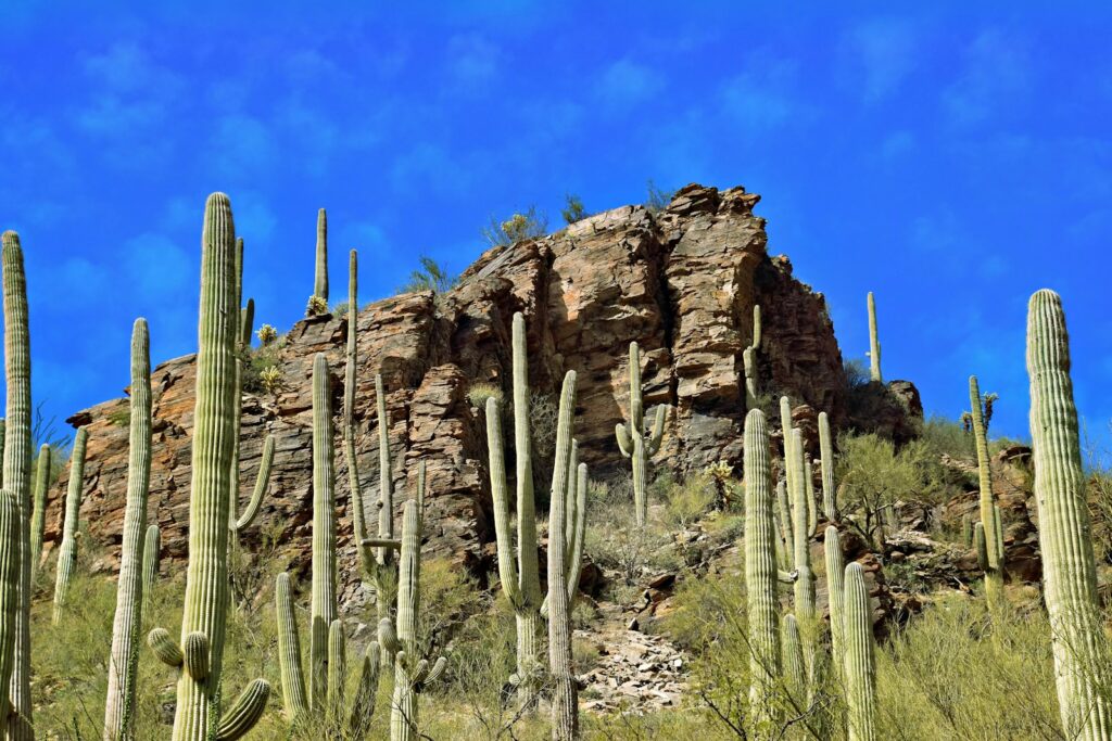 a large group of cactus plants in a field