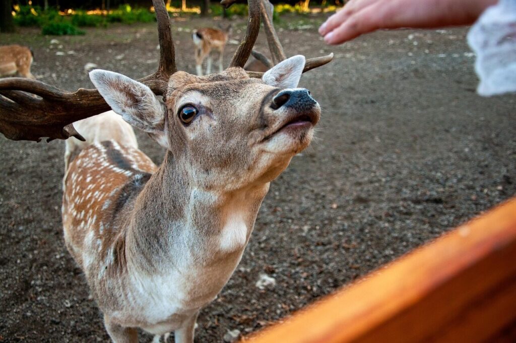 zoo, animal, nature, deer, ruminant, mammal, wildlife, feeding