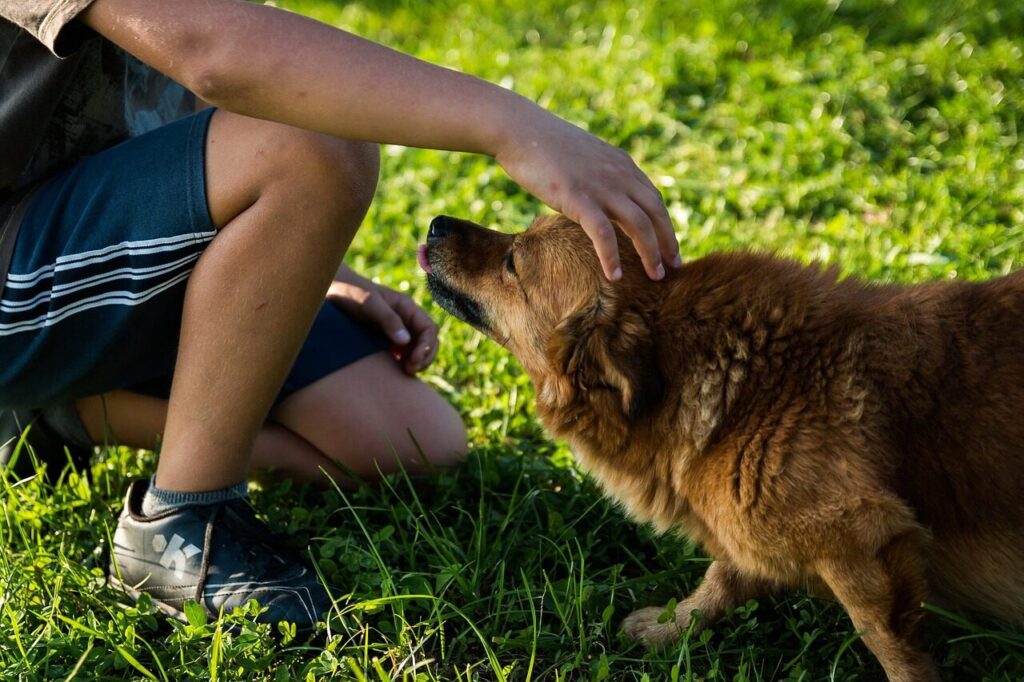dog, man, pet, owner, grass, park, field, puppy, canine, friendship, companion, friends, animal, mammal, nature, petting
