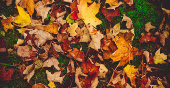 Leaves