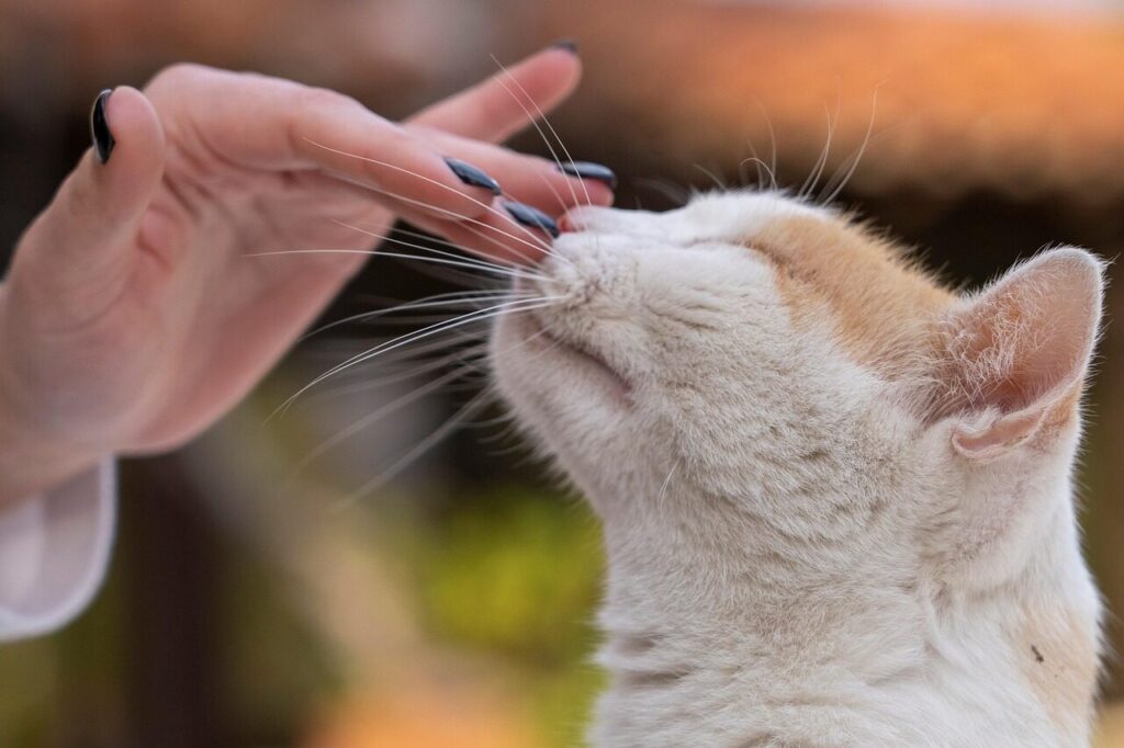 cat, petting a cat, feline, pet, nature, animal