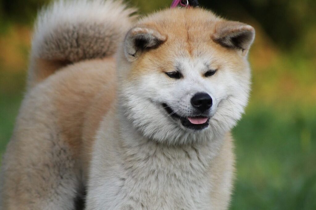 akita, akita inu, japanese akita, animal, pet, dog, red dog