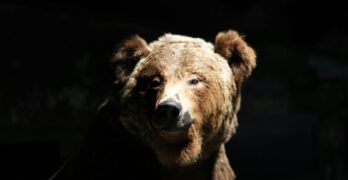 Stunning close-up of a brown bear in dramatic lighting, highlighting its majestic presence in nature.