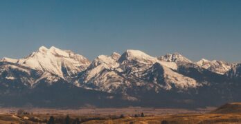 a herd of cattle grazing in a field with mountains in the background