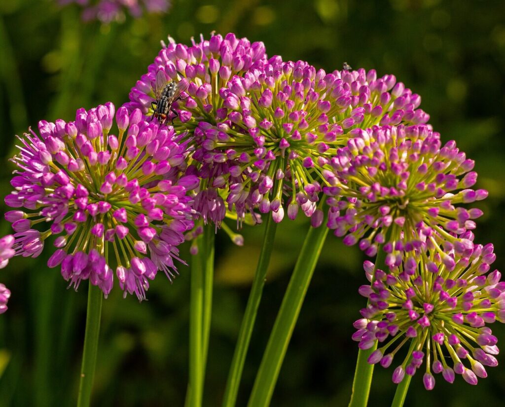 flowers, flower background, bloom, botany, garden, beautiful flowers, nature, growth, blossom, flower wallpaper, milkweeds