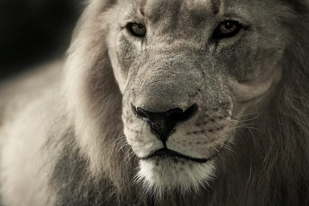 lion, king, face, head, lion face, lion head, wild cat, big cat, mane, wild animal, animal world, wildlife, wildlife photography, animal portrait, africa, safari, animal, south africa, nature, predator, fur, panthera leo, lion portrait, kruger national park, close up, monochrome, lion, lion, lion, lion, lion