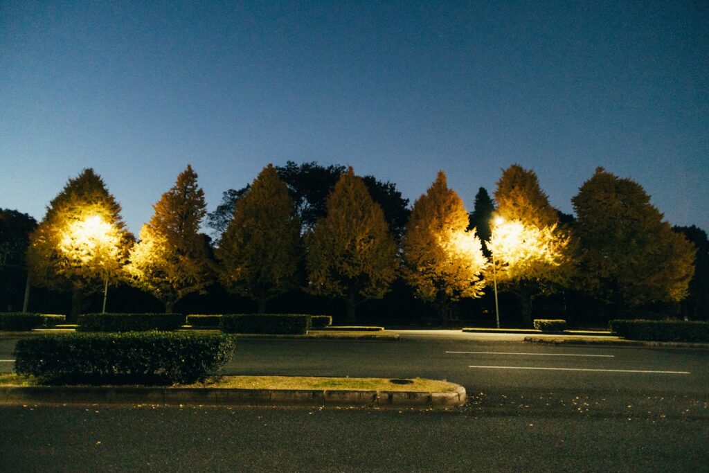 Trees illuminate with golden lights at dusk.