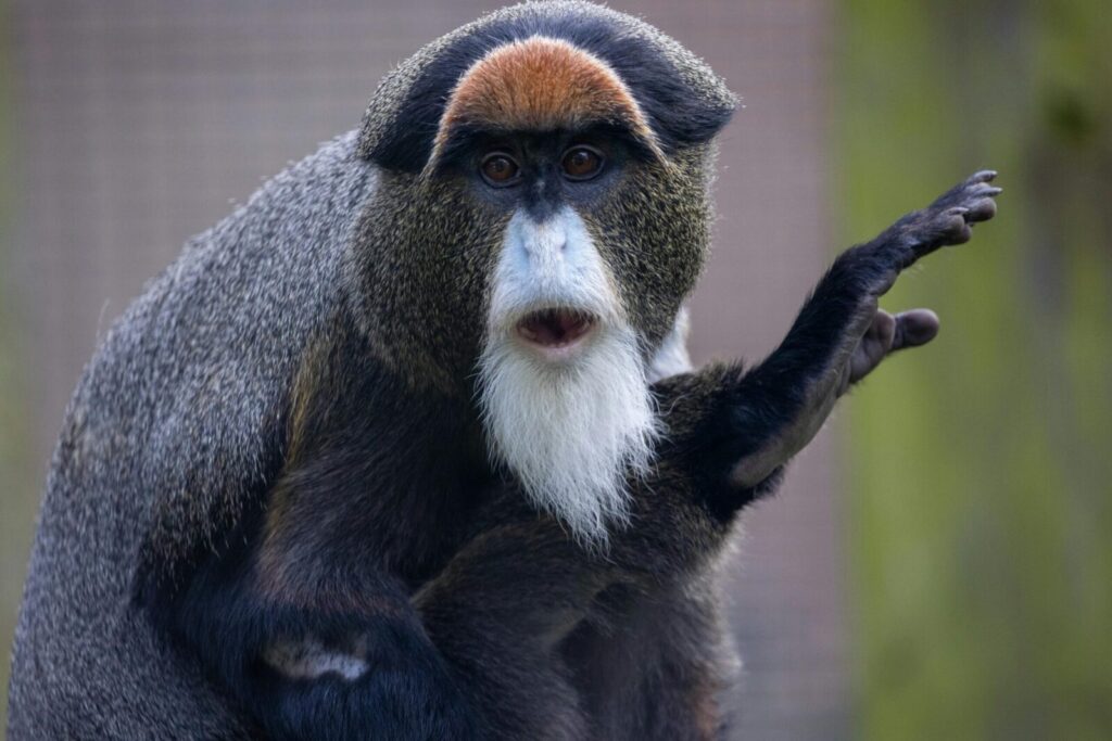 Captivating shot of a De Brazza's monkey showcasing its unique facial features.