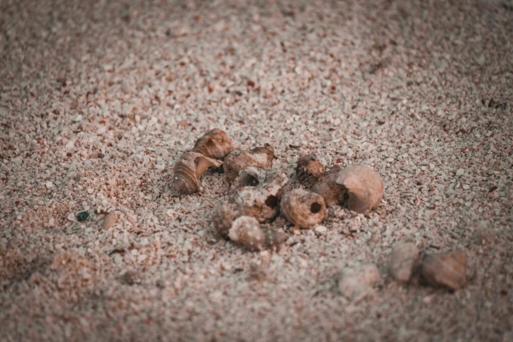 Sea snails and shells scattered on rough sand beach. Natural coastal texture and marine theme.