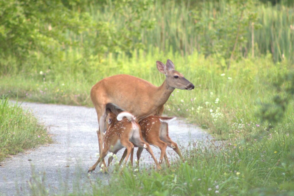 A mother deer and her baby walking down a path