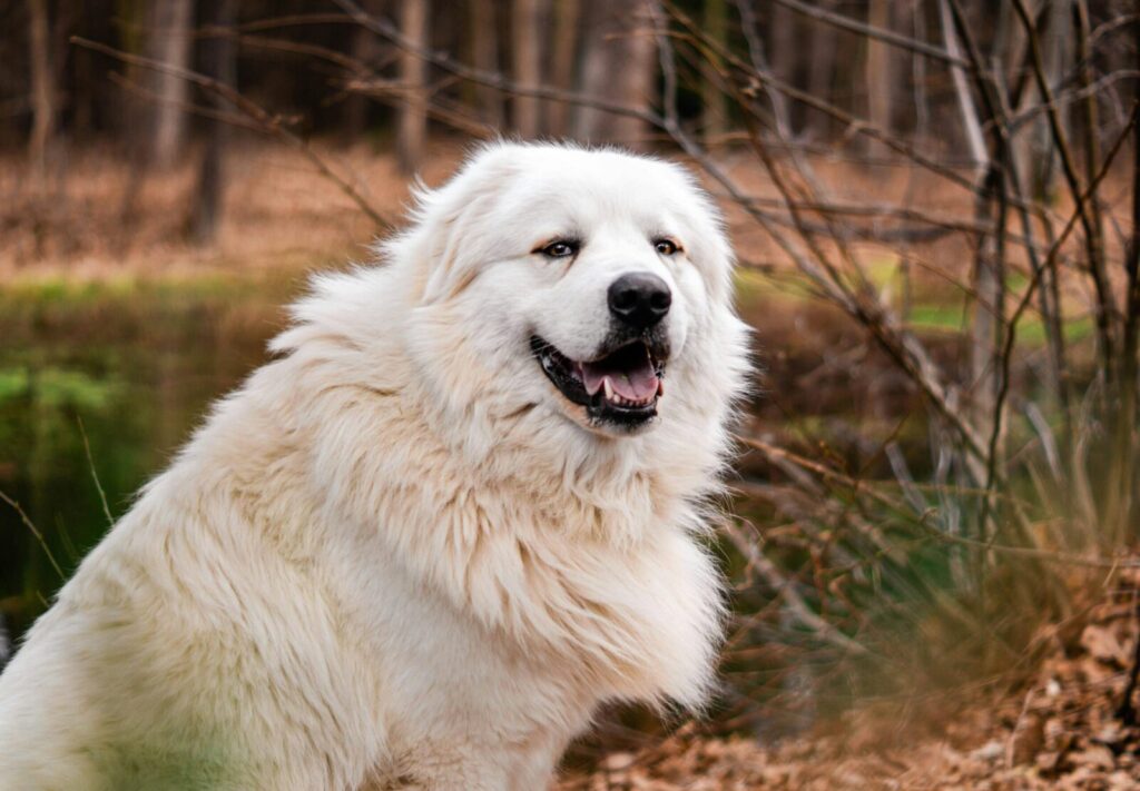 Charming portrait of a Great Pyrenees dog outdoors against an autumn forest backdrop.