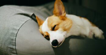 a dog is sleeping on a couch cushion