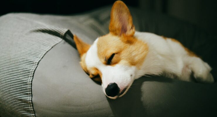 a dog is sleeping on a couch cushion