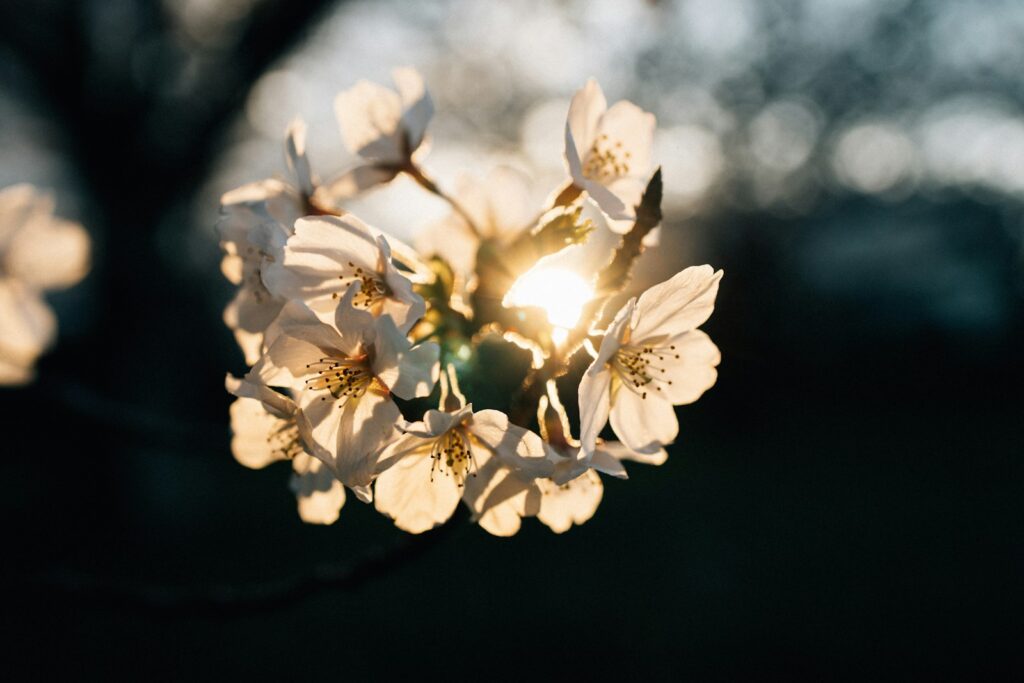 Beautiful white flowers in sunlight.