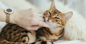 person holding brown cat on white textile