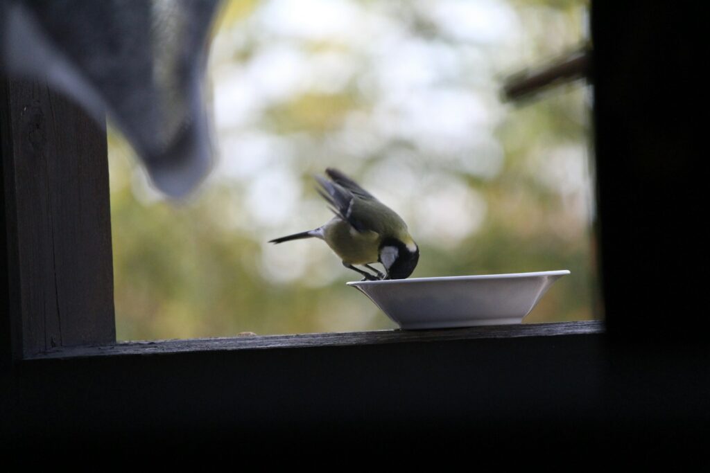 a bird sitting on top of a bowl on a window sill
