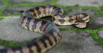brown and black snake on gray concrete floor
