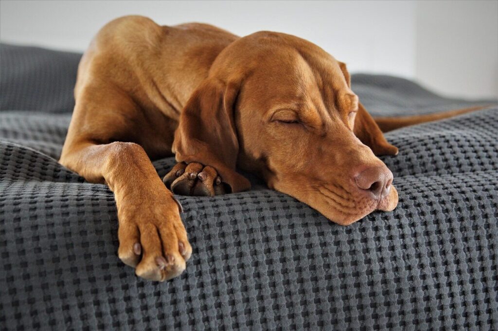 domestic animal, animal, dog, vizsla, pet, hunting dog, weary, sleep, relaxed