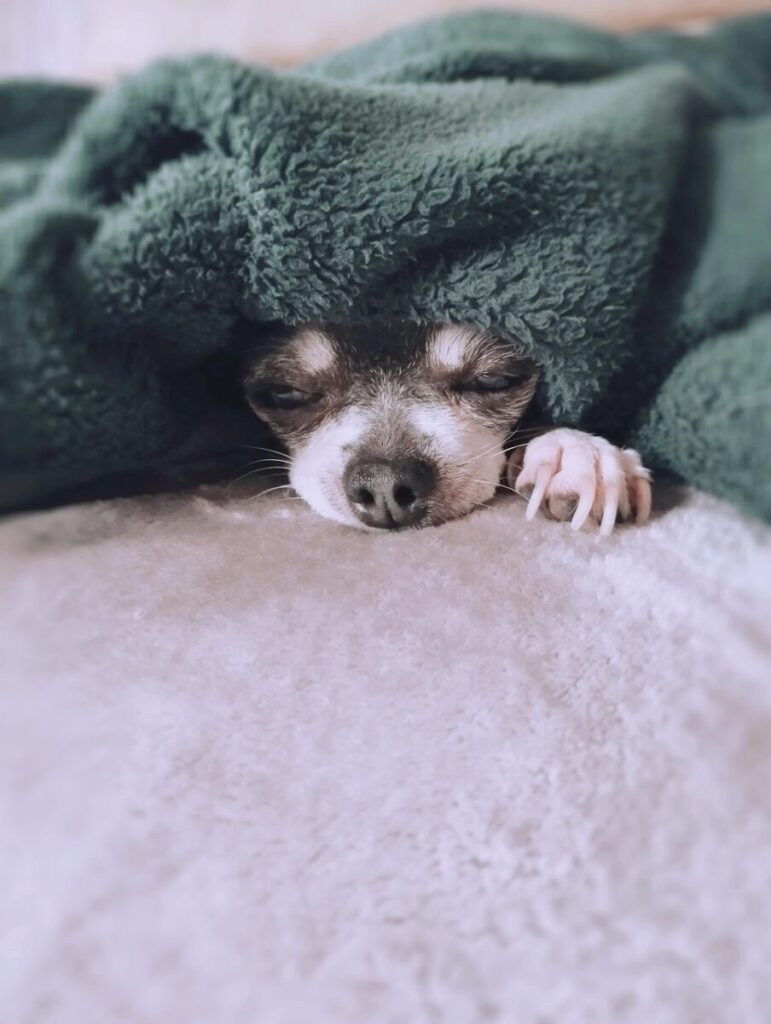 dog, puppy, chihuahua, mascot, animals, dog wallpaper, little dog, animal, blankets, sleeping, nap, dog sleeping, sofa, nature, pet, puppies, lucy
