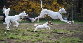a group of white dogs running across a field