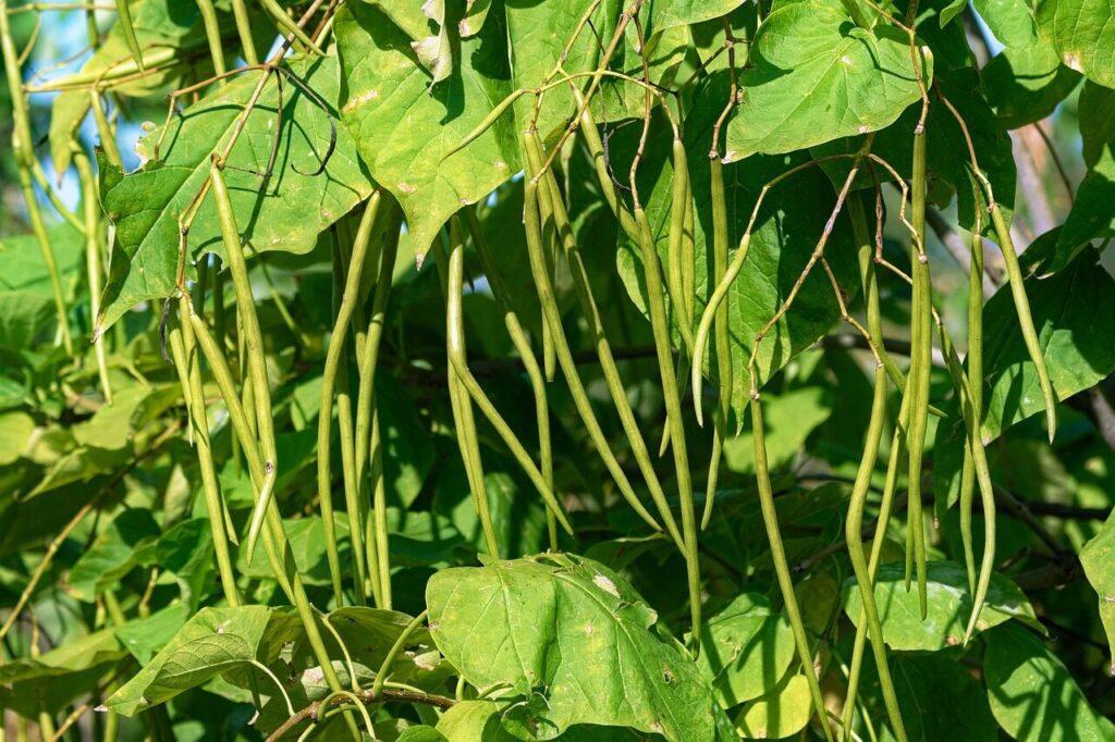 string beans, bean, plant, fruits, leaves, tree, catalpa, string, seed pods, sunny, summer, naturally, nature, close, string-bean-tree, flora, botanical
