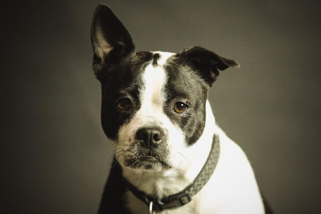 dog, pet, collar, dog collar, domestic, domestic dog, black and white dog, canine, portrait, dog portrait, nature, mammal, animal, purebred