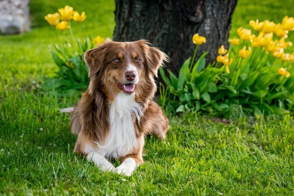 australian shepherd, dog, domestic animal, animal, garden tulips, nature, domestic, mammal, garden, close up, usa, pet, dog breed, lilo