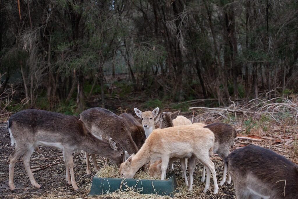 fallow deer, deer, mammal, nature, animal, wildlife, feeding