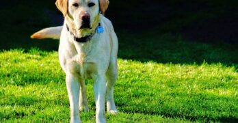 labrador retriever, dog, pet, labrador, animal, domestic dog, canine, mammal, nature, cute, meadow, outdoors