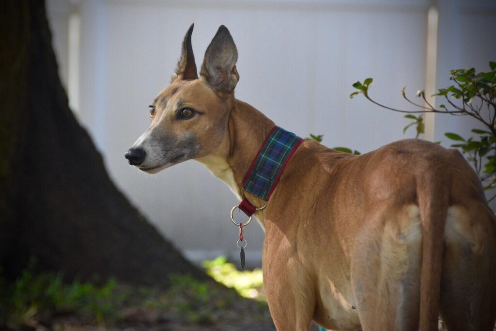greyhound, sight hound, retired racing dog, 45mph, dog, greyhounds, pet, animal, adopt greyhound, greyhound in florida, greyhound racing, greyhound gang