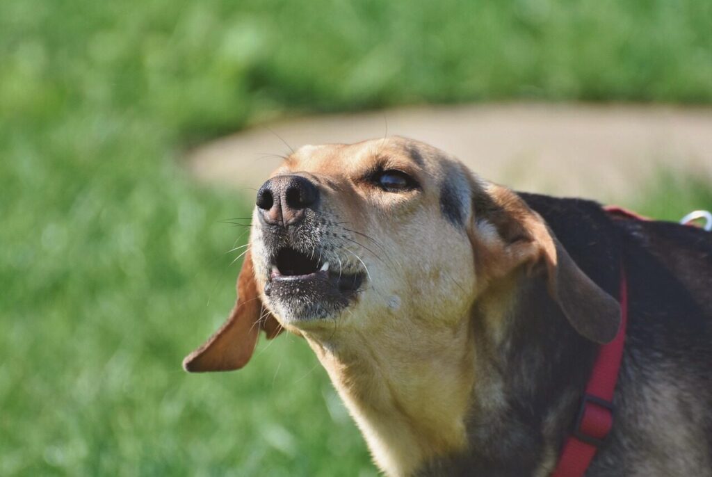 dog, hybrid, nature, mixed breed dog, dog head, barking, snout, pet, animal, collar, dog collar, domestic, domestic dog, portrait, dog portrait, canine