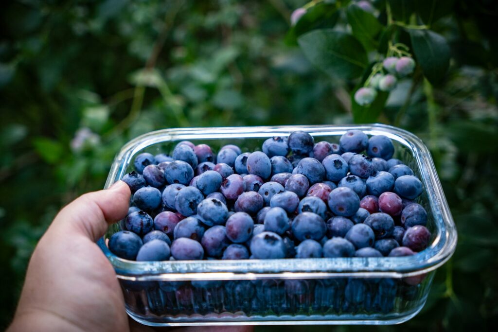 A person holding a container of blueberries in their hand