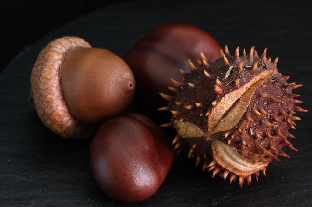 chestnut, acorn, prickly, autumn fruit, autumn colors, fall, nature