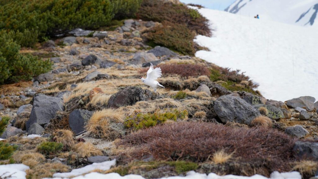 Ptarmigan in flight over a rocky, snowy mountain terrain, showcasing nature's harmony.