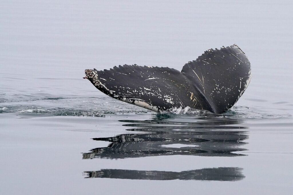 whale, nature, humpback whale, tail fin, ocean, dive, sea