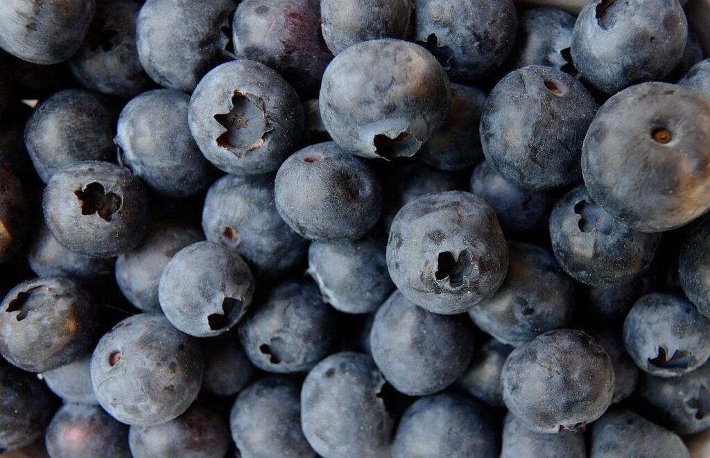 blueberry, blueberries, food, fruit, berry, healthy, blue, lots, blueberry, blueberry, blueberry, blueberry, blueberries, blueberries, blueberries, blueberries, blueberries