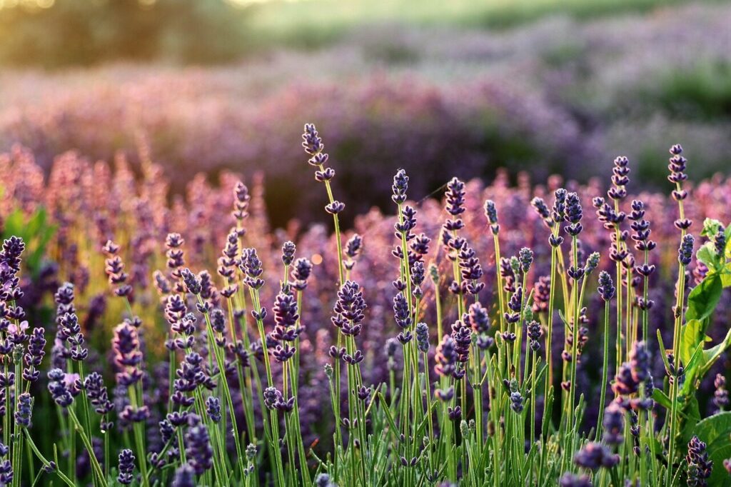 lavender, beautiful flowers, the smell of, flowers, lavender fields, flower wallpaper, flower background, purple flowers, flower, flora, lavender garden, nature