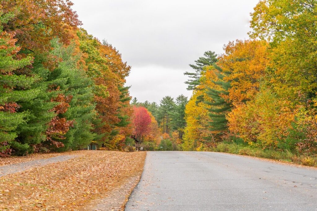 vermont, foliage, nature, autumn, forest, fall, tree
