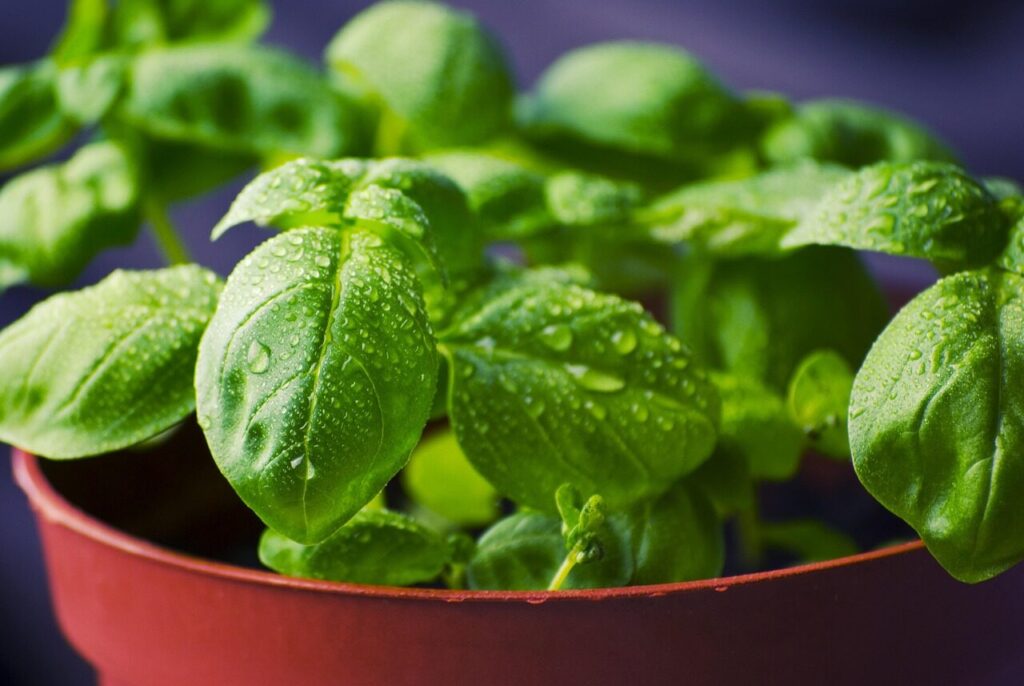 basil, herbs, food, dew, water droplets, dewdrops, pot, potted, potted plants, fresh, fresh basil, basil leaves, nature, leaves, green leaves, fresh herbs, ingredients, healthy, organic, green, aromatic, natural, vegetable, plant, bunch, healthy food, natural food, aroma, freshness