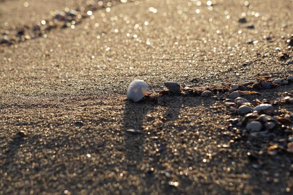 beach, sand, pebble, nature, shell, snail
