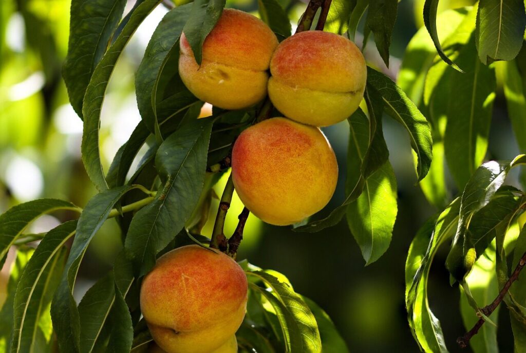fruits, peaches, juicy, peach tree, harvest, nature, garden, ripe peaches