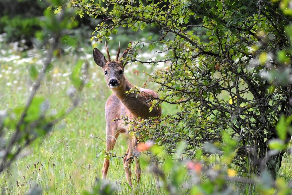 deer, nature, animal, wildlife, forest, meadow, buck