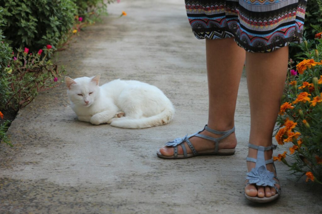 A white cat laying on a sidewalk next to a woman