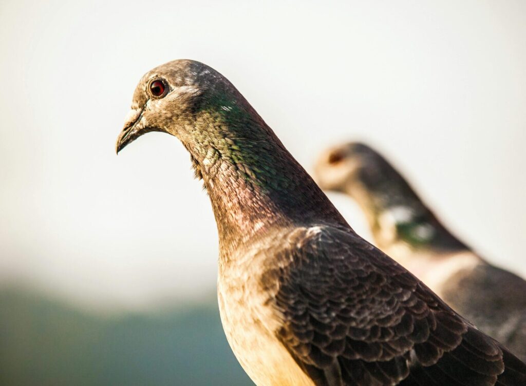 Detailed close-up of a rock pigeon with iridescent feathers against a blurred background.