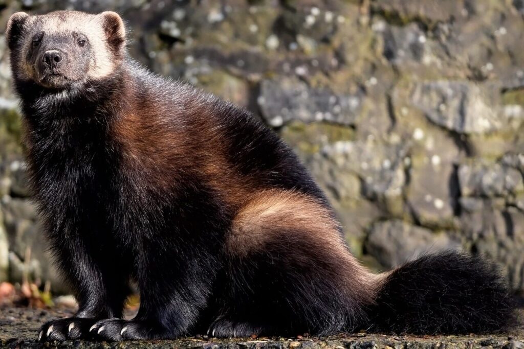 wolverine, gulo gulo, skunk bear, mustelidae, glutton, carcajou, quickhatch, carnivore, mammal, wildlife, wolverine, wolverine, wolverine, wolverine, wolverine