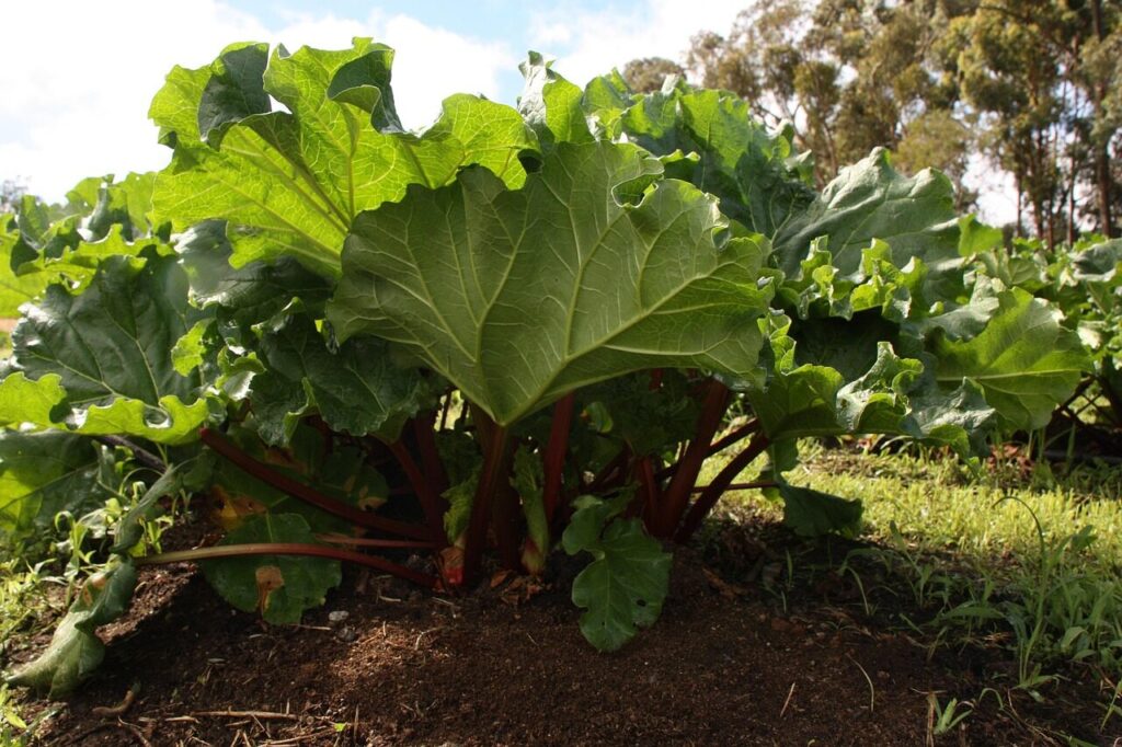 rhubarb plant, garden, nature, rhubarb, organic, vegetable, homegrown, gardening, garden-rhubarb, rhubarb-leaves