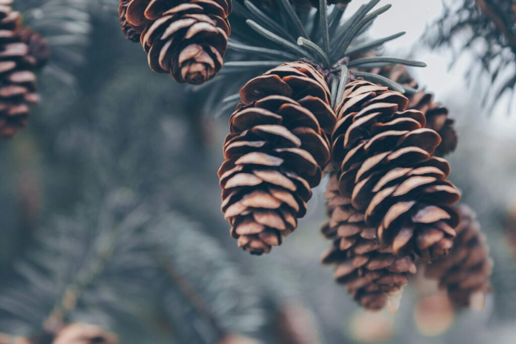 Detailed view of pine cones hanging from an evergreen tree branch, emphasizing nature's texture.