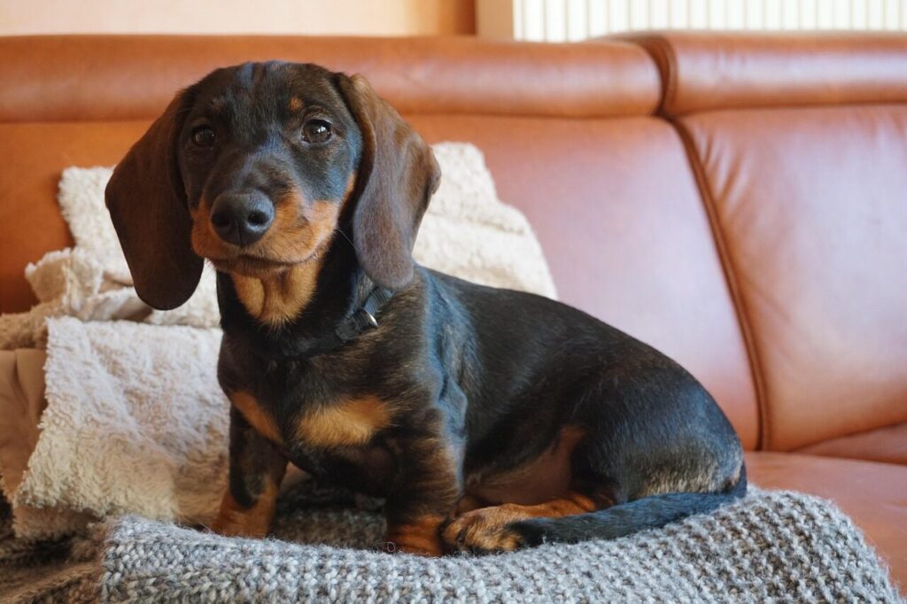 dog, dachshund, sofa, animal, couch, pet, canine