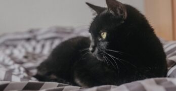 cat, kitten, pet, black cat, kitty, nature, young cat, animal, domestic cat, feline, mammal, cute, adorable, portrait