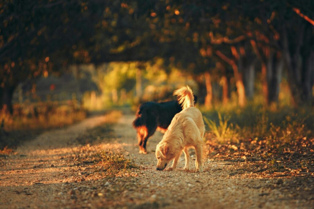 Two dogs wander a sunlit trail in a scenic autumn landscape.
